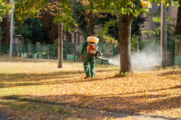 Best Affordable Pest Control Services  in Mammoth, AZ