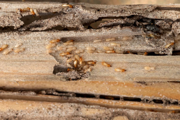 Reliable Mammoth, AZ Pest Control Solutions